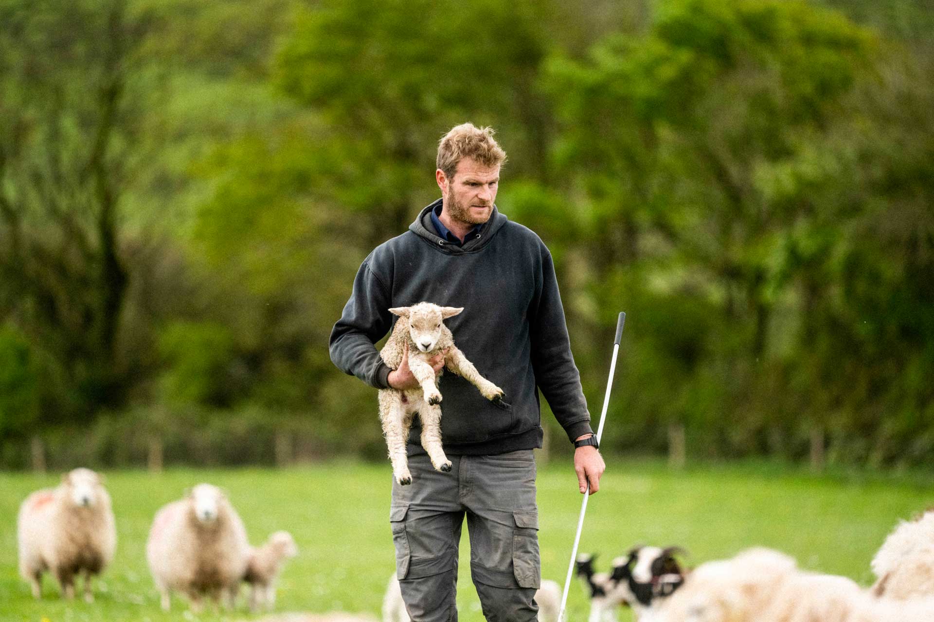 Back to Basics Farming Using Devon’s Rare Breeds | Birch Farm Woolsery