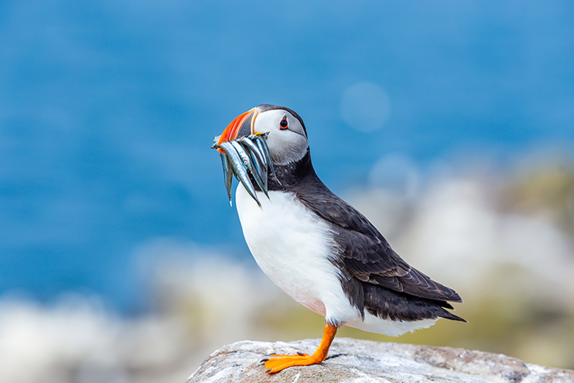 Puffin at Lundy Island