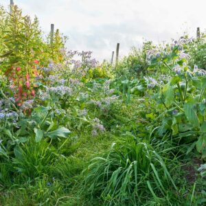 Birch Farm Tour with Head Gardener Joshua Sparkes