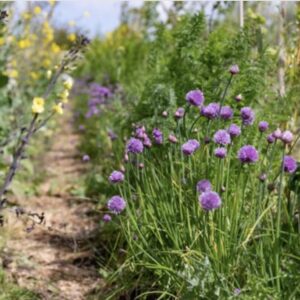June Intro to Natural Farming Workshop